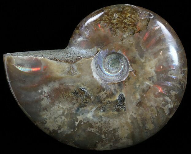 Flashy Red Iridescent Ammonite - Wide #52313